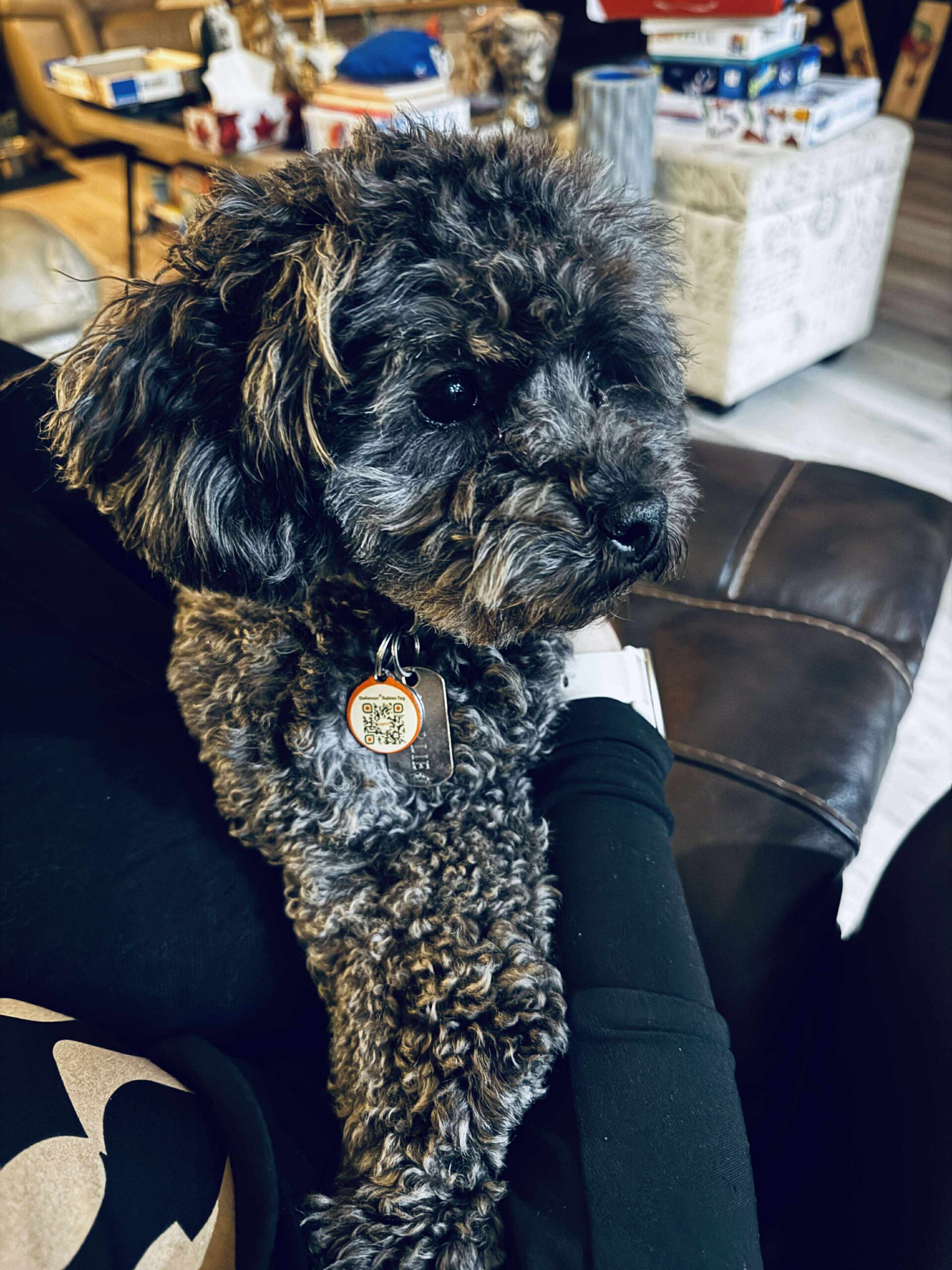 🐾 Can Dogs Help With Grounding? The Powerful Connection Between Pets and Your Nervous System 🐾